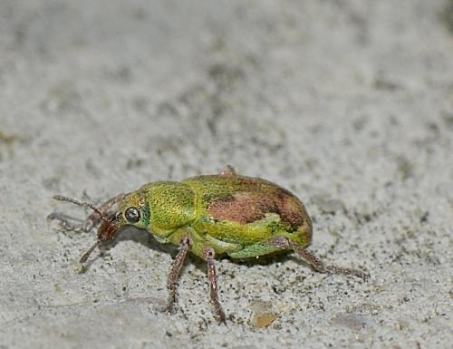 Réf. 216 080 : Coniatus tamarisci